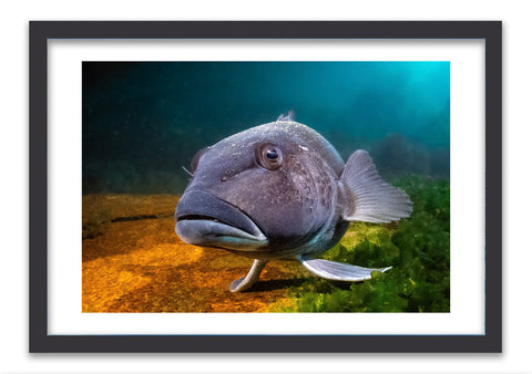 Blue cod - photo for sale