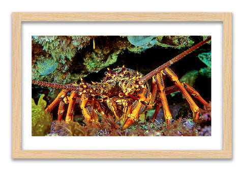 Crayfish - photo for sale
