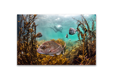 Snapper and friends - photo for sale