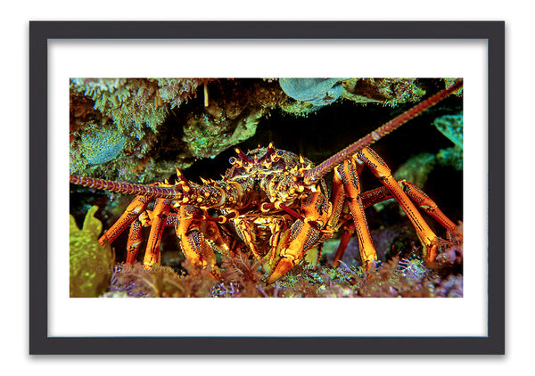 Crayfish - photo for sale