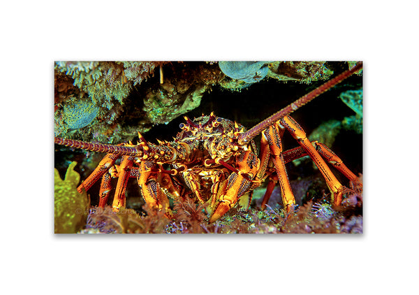 Crayfish - photo for sale