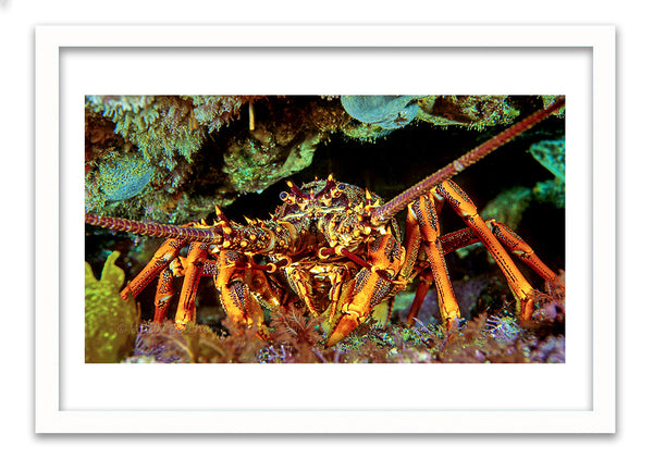 Crayfish - photo for sale