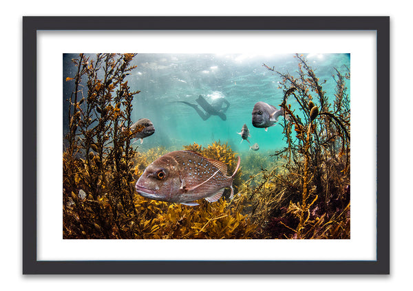 Snapper and friends - photo for sale