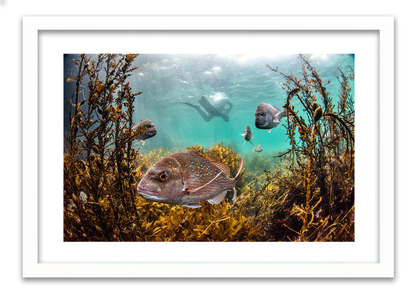 Snapper and friends - photo for sale